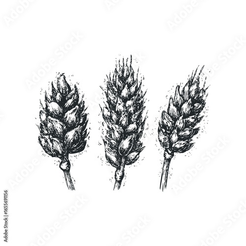 Hand Drawn Black and White Wheat Stalks Isolated on White Background