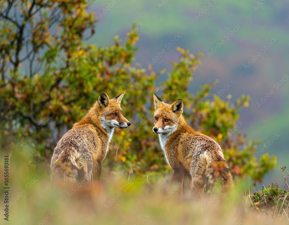 Fototapeta premium Two foxes in autumnal landscape