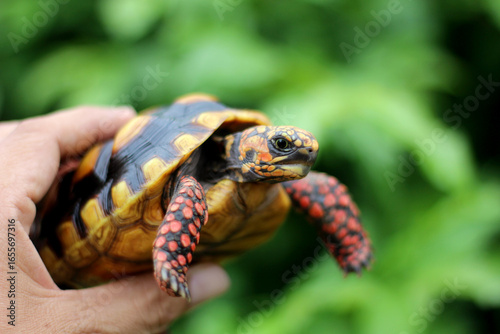 Cute small baby Red-foot Tortoise in the nature,The red-footed tortoise (Chelonoidis carbonarius) is a species of tortoise from northern South America