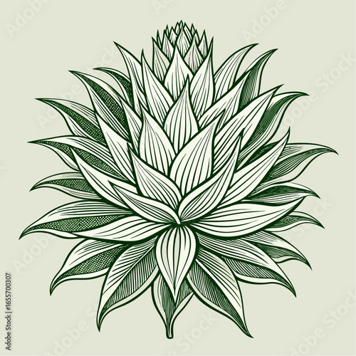  vector illustration of line art  xerophyllum Asphodeloides