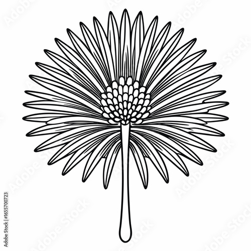 xanthorrhoea minor flower line-art vector isolated,