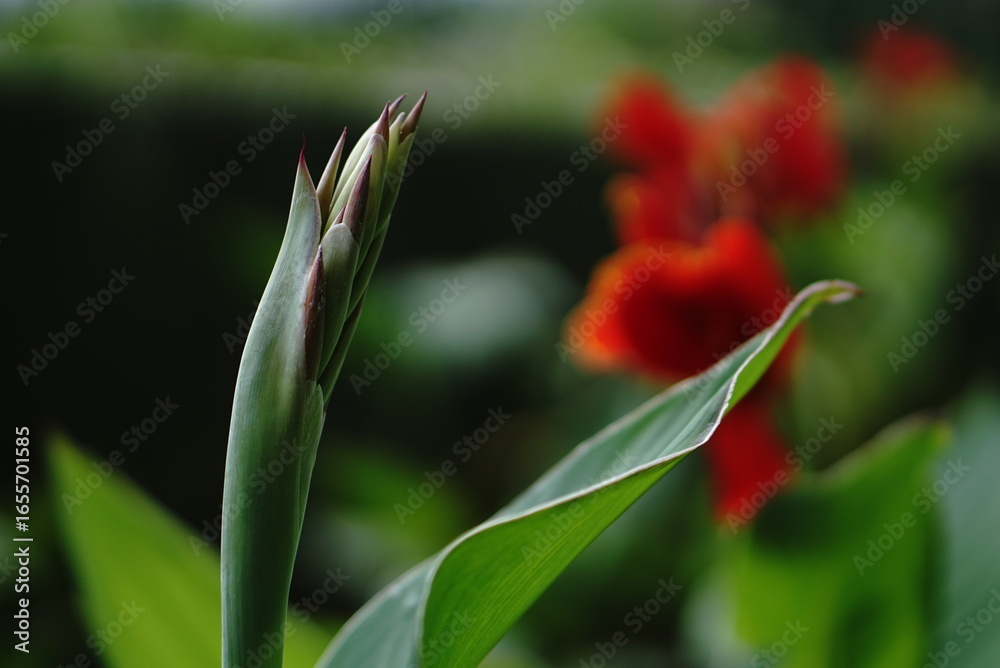 Obraz premium Red Tulip Flower in the garden with background bokeh cinematic