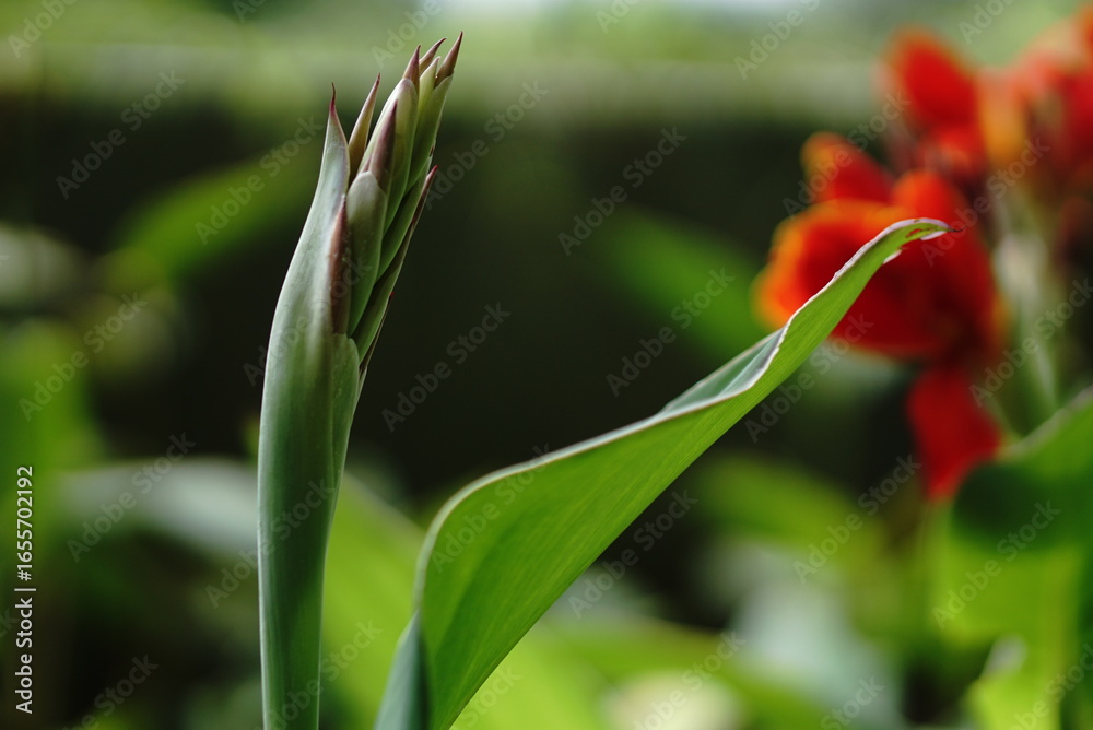 Obraz premium Red Tulip Flower Bokeh Background