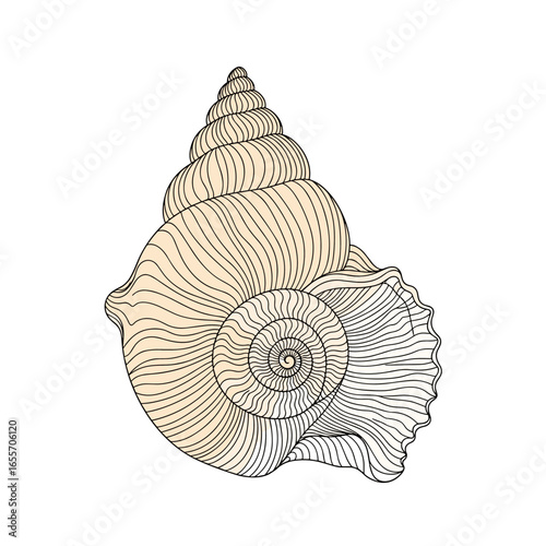 Detailed illustration of a beige spiral seashell with intricate etched lines showcasing its organic structure and natural beauty