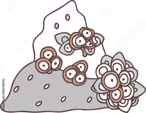 Barnacle cluster attached to rock isolated on white background isolated on transparent background
