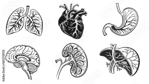 Detailed Human Anatomy Illustration – Heart, Lungs, Brain, Liver, Kidneys, Stomach