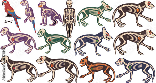 A diverse collection of animal anatomical illustrations showing skeletal systems