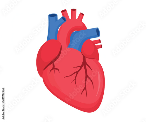Anatomical illustration of a human heart, showing chambers, valves, and major arteries and veins in a healthy cardiovascular system. heart world day