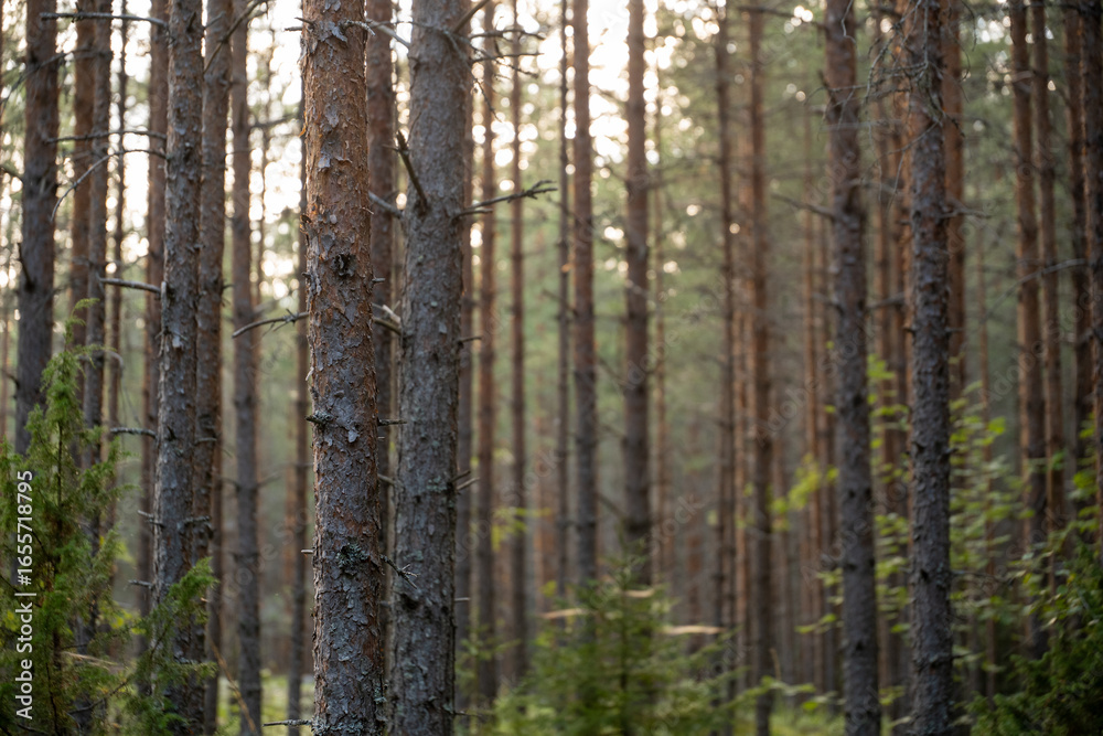Naklejka premium Tall Trees Standing in a Sunlit Forest