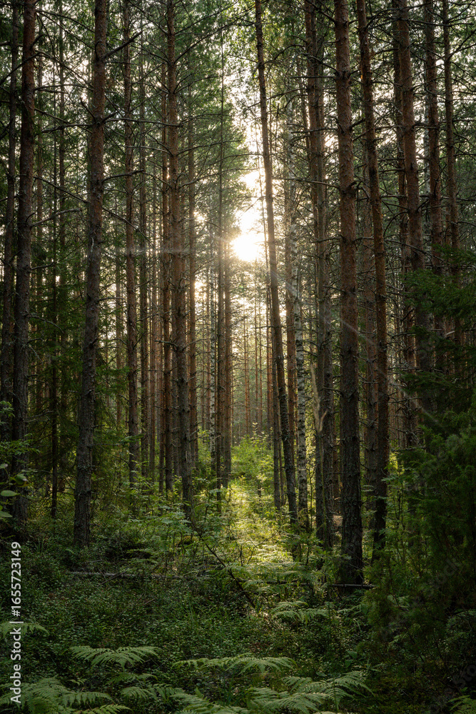 Fototapeta premium Sunlight filters through the tall pine forest canopy