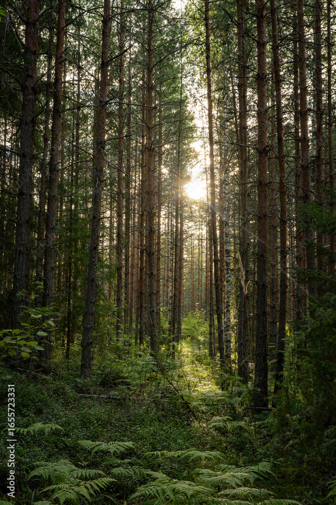 Fototapeta premium Sunlight Filtering Through Tall Pine Trees in Forest