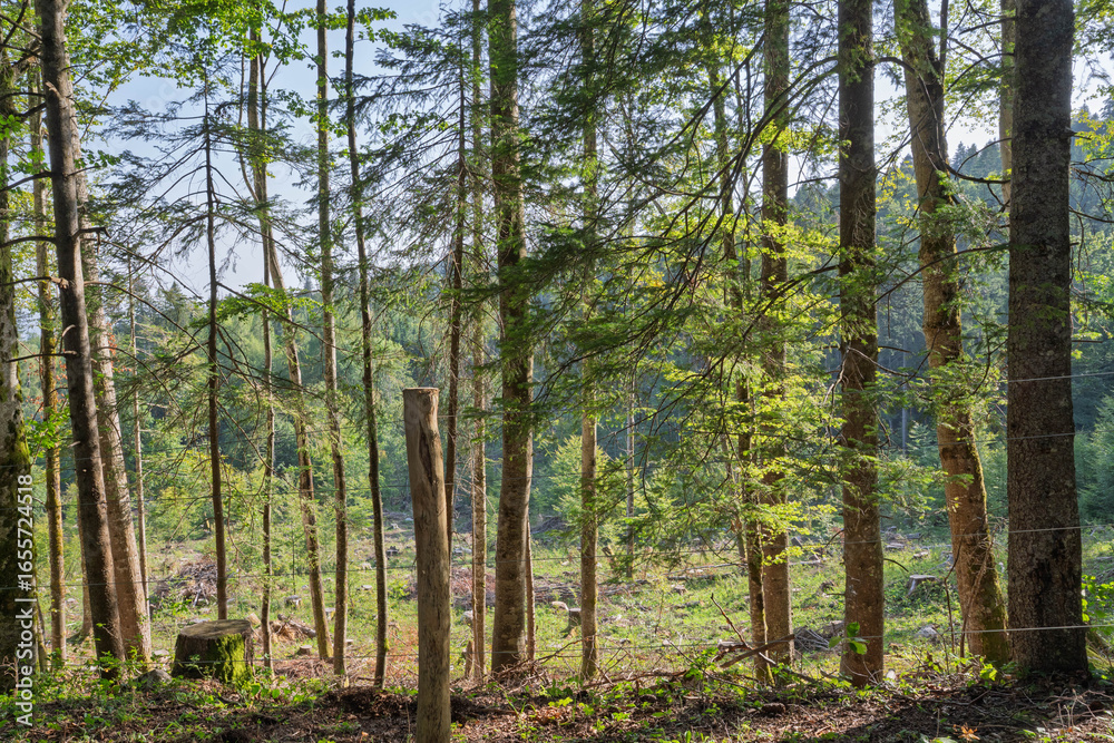 Naklejka premium Forêt du Jura vaudois en été