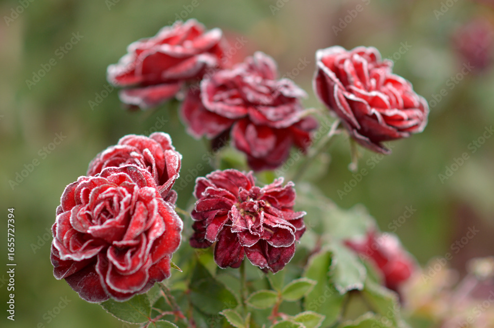 Fototapeta premium blooming roses covered with rime and frost