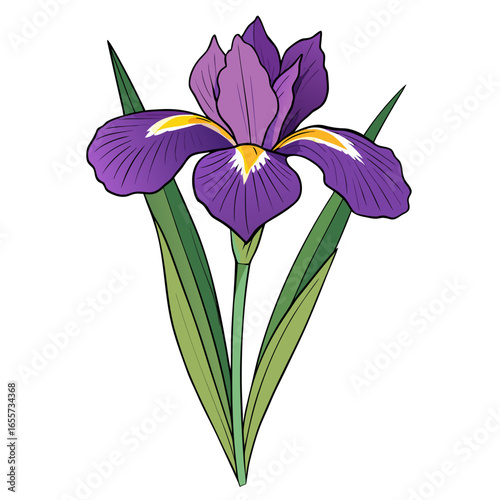 Purple Iris Flower Illustration