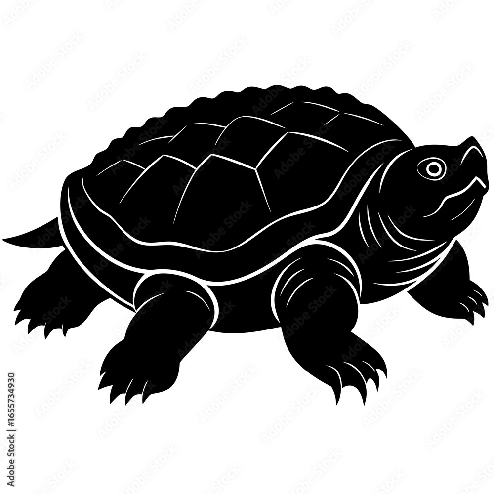 Fototapeta premium Turtle Illustration