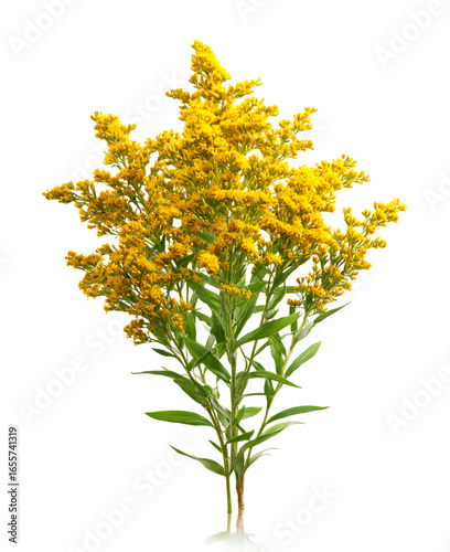 Goldenrod bloom with vibrant yellow blossoms, ready for designs