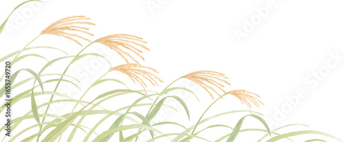 水彩で描いたすすきの背景イラスト