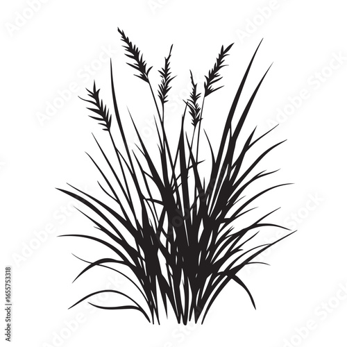 silhouette cattails reeds wild grass river bank swamp coastal plants 
