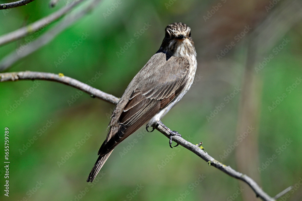 Obraz premium Grauschnäpper // Spotted flycatcher (Muscicapa striata)