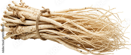 Bundle of fresh ginseng roots tied with twine showing detailed texture and many fine rootlets isolate transparent background