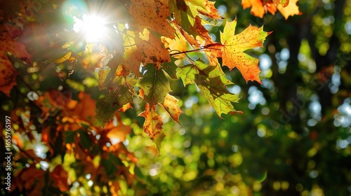 Enchanting Beginning of Autumn: Crisp Air, Golden Leaves, and Harvest Vibes Marking the Onset of Fall, Featuring Cozy Sweaters, Pumpkin Patches, and Sunset Hues, Perfect for Seasonal Art, Lifestyle Ph