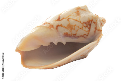 Murais de parede Seashell isolated on white background