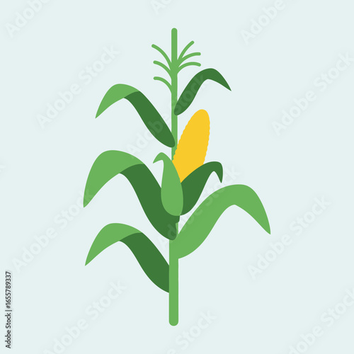 A stylized illustration of a corn stalk with a cob.
