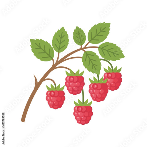 Branch with ripe red raspberries and green leaves.