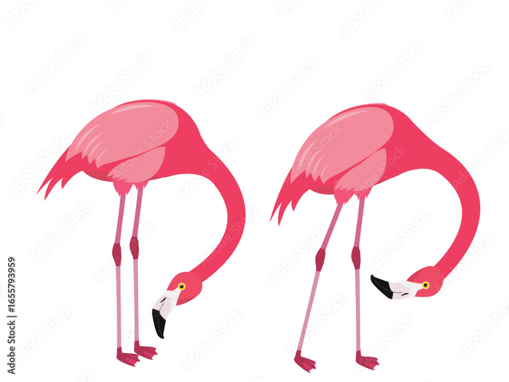 Naklejka premium Flamingo bird in the zoo.
