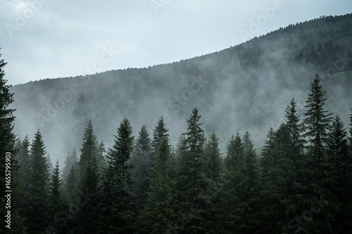 Foggy Forest Landscape