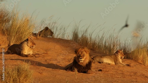 An African lion (Panthera leo) pride resting on a red sand dune in early morning light, Kalahari desert, South Africa