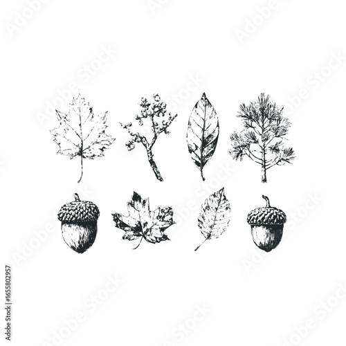 Hand-drawn sketch collection of autumn foliage, acorns, and pine tree elements