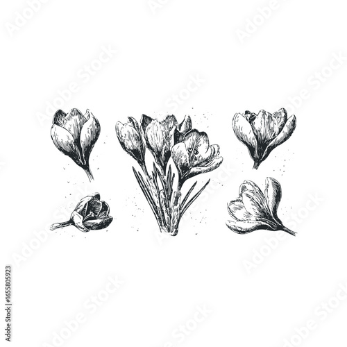 Hand drawn crocus flowers with grassy stems and speckles