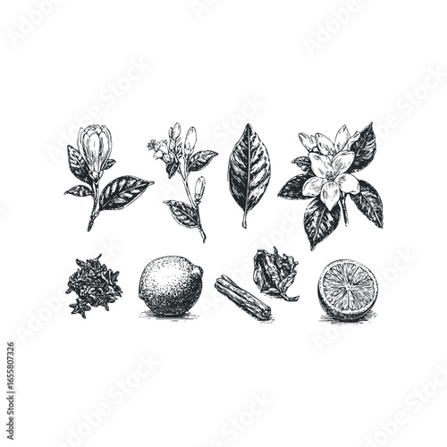 Vintage sketch collection of citrus fruits, flowers, cinnamon and spices