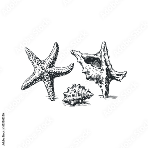 Detailed Ink Drawing of Assorted Seashells on a White Background