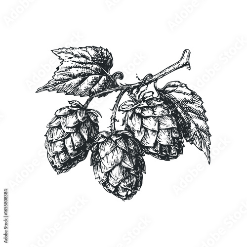 Sketch of three hops on a vine with leaves