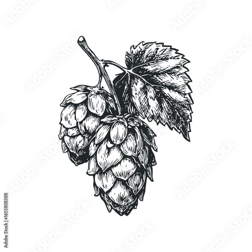 Ink drawing of two hop cones with leaves on a stem
