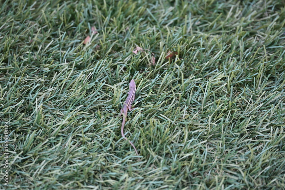 Obraz premium mała jaszczurka na zielonej trawie