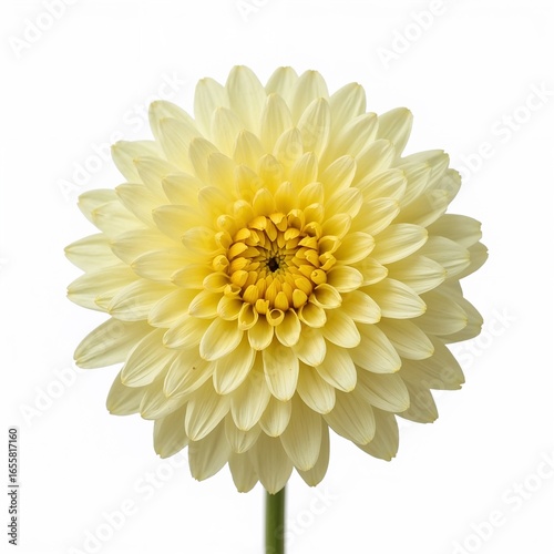Wallpaper Mural yellow dahlia flower Torontodigital.ca