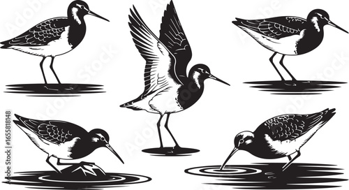 Black and white vector illustration of a sandpiper bird