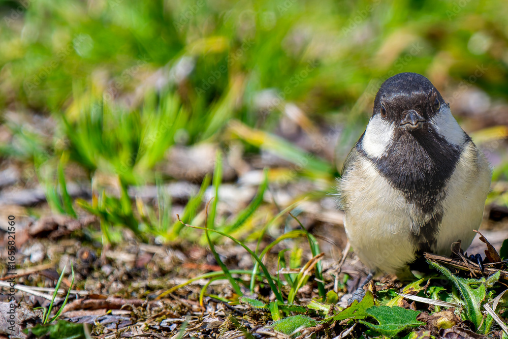 Obraz premium 地面を歩くシジュウカラ