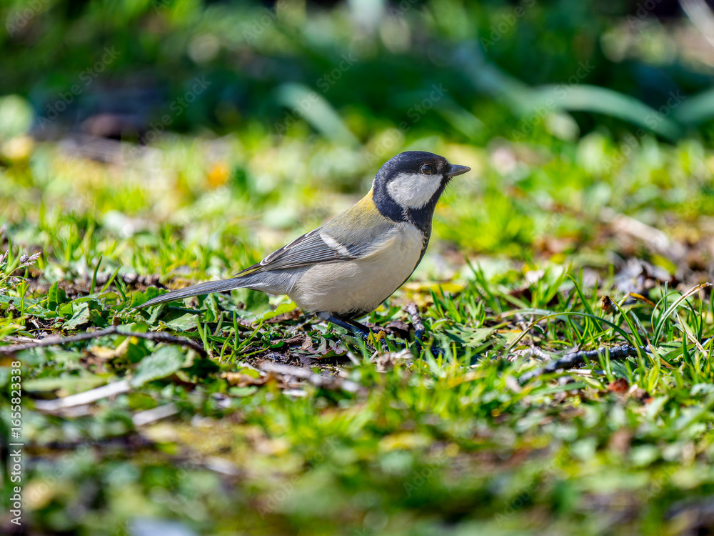 Obraz premium 地面を歩くシジュウカラ