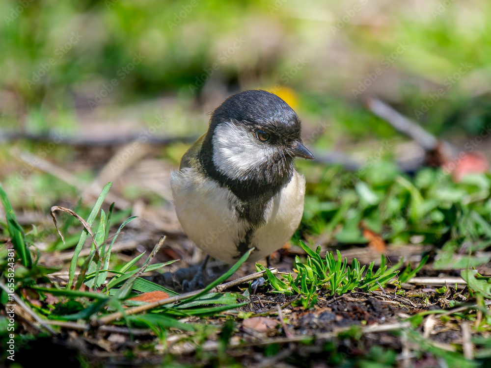 Obraz premium 地面を歩くシジュウカラ