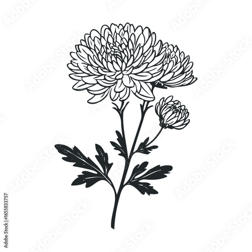 Elegant chrysanthemum line art drawing with detailed petals and leaves