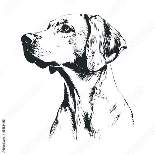 Detailed black and white ink drawing of labrador retriever in profile view