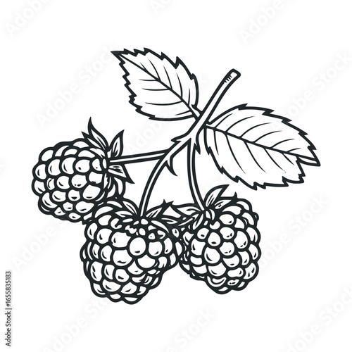 Black and white illustration of raspberries with leaves