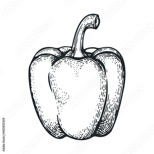 Black and white bell pepper sketch: intricate line art of a capsicum