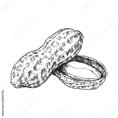 Hand-drawn illustration of shelled peanuts on white background