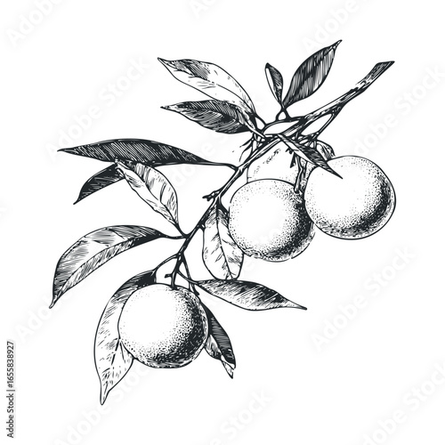 Detailed black and white drawing of orange tree branch with leaves and fruits