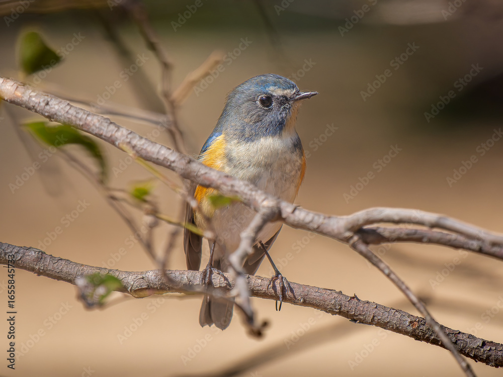 Fototapeta premium 枝にとまるルリビタキ